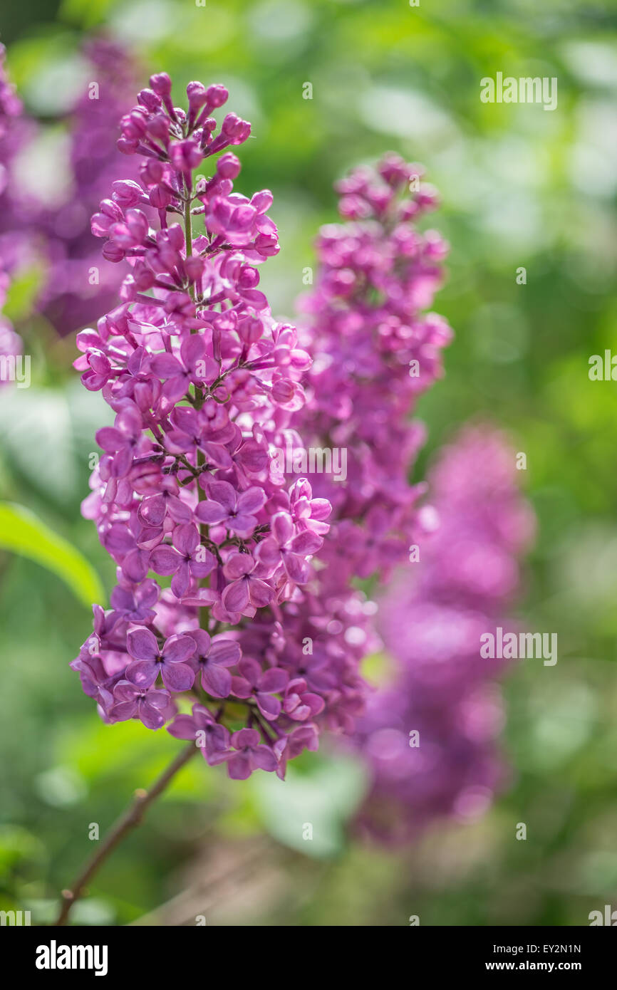 Blühen Sie lila Blumen im Garten, an den sonnigen Tag. Stockfoto