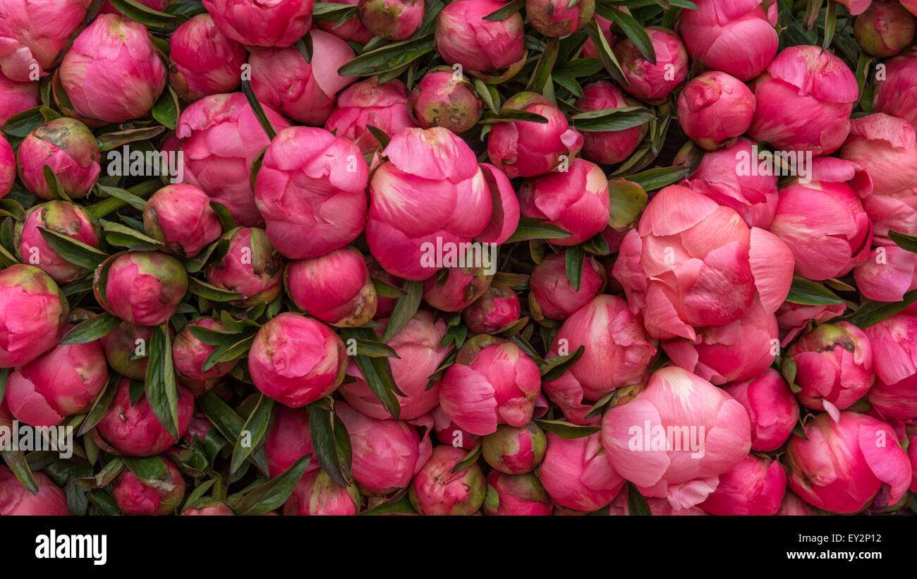 Mehrere geschlossene Runde rosa Pfingstrose Blumen auf einem Marktstand Stockfoto