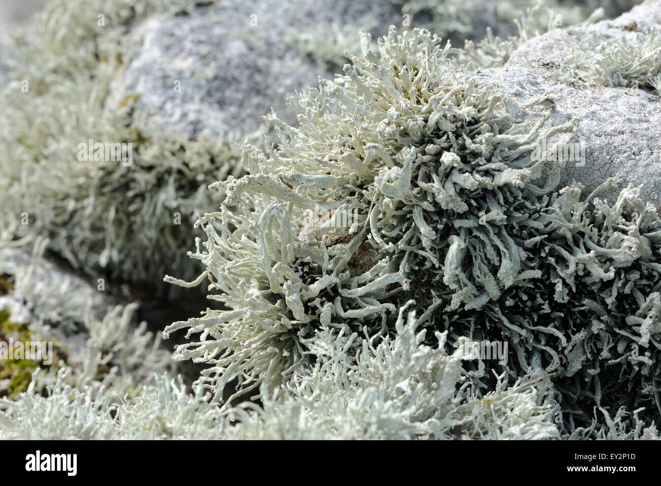 Luxuriöse, kräftige Flechten wachsen auf einer Steinmauer oberhalb der Bucht von Stranddorf, Beweise für die saubere Atlantikluft. Hirta, Stockfoto