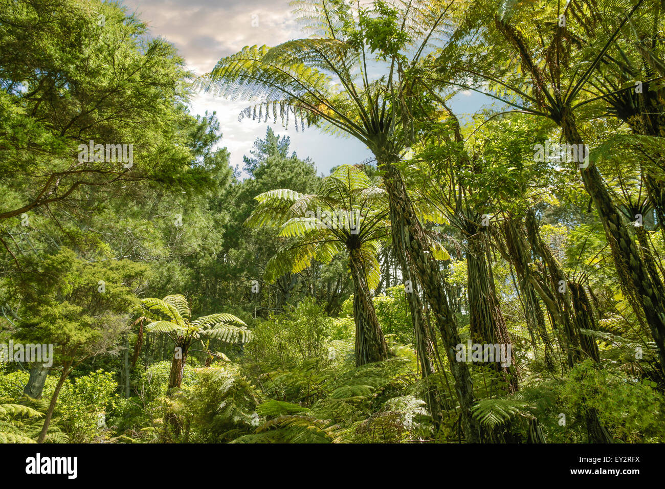 Tropischen Wald in der Nähe von Hahei, Coromandel Peninsula, Neuseeland Stockfoto