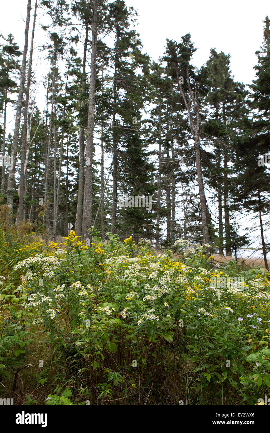 Wildblumen und Kiefer Bäume, Acadia National Park, Maine, Vereinigte Staaten von Amerika Stockfoto