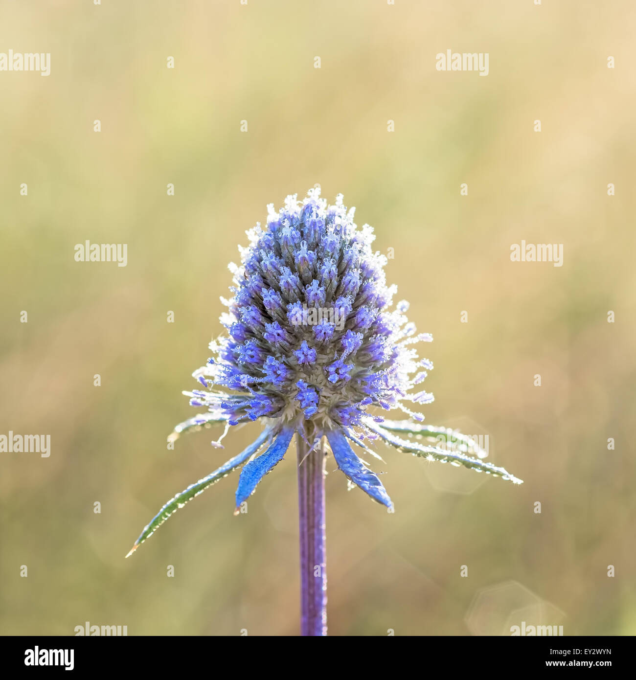 Flower Meer Holly blau (Eryngium Planum) mit Tau fällt Nahaufnahme auf natürliche der Hintergrund jedoch unscharf. Hinterleuchtete Sonnenlicht. Stockfoto