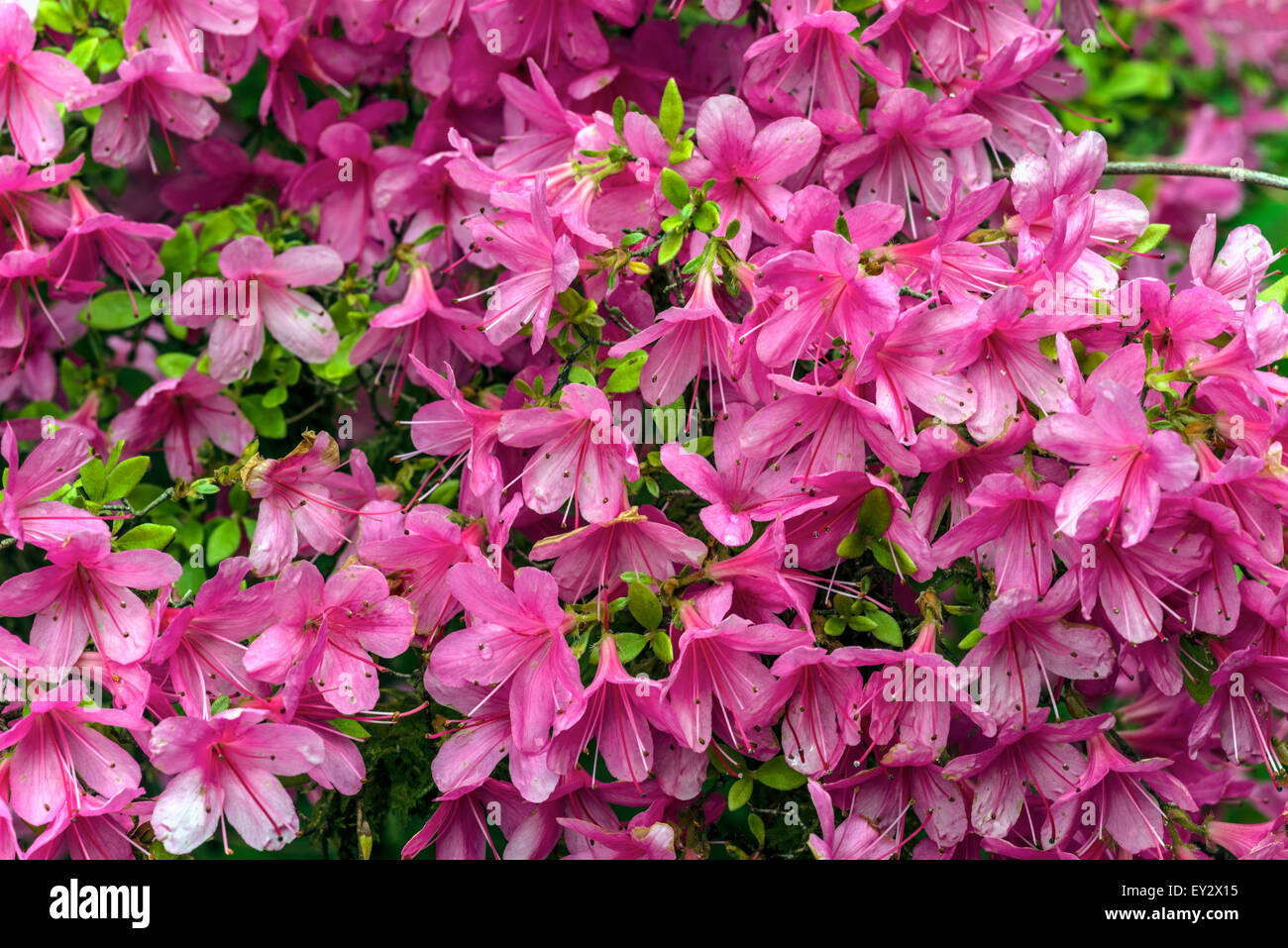 Rosa Azalee Rhododendron Stockfotos und bilder Kaufen Alamy