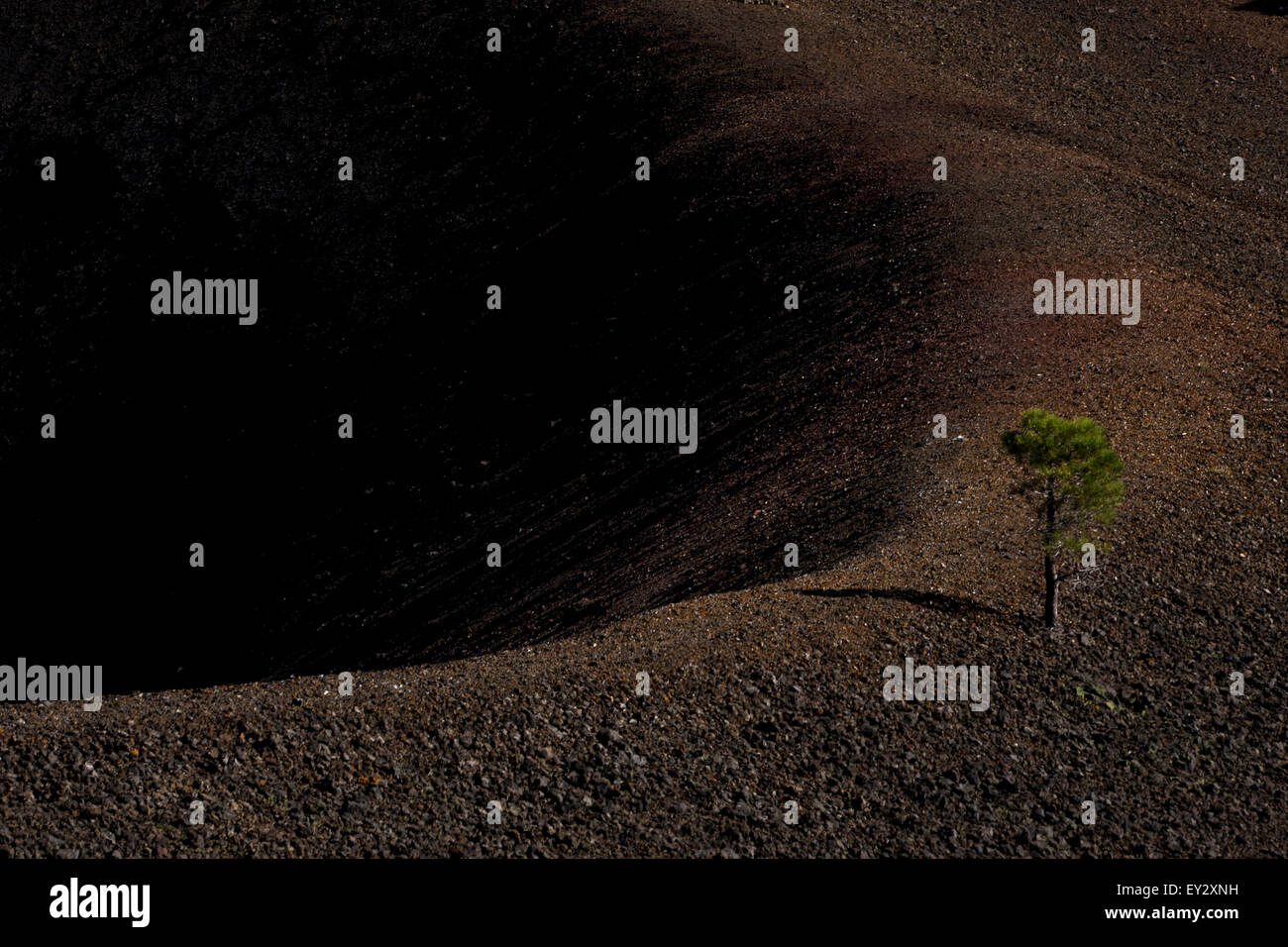 Kiefer wächst entlang Schlackenkegel Kraterrand, Lassen Volcanic Nationalpark, Kalifornien, Vereinigte Staaten von Amerika Stockfoto