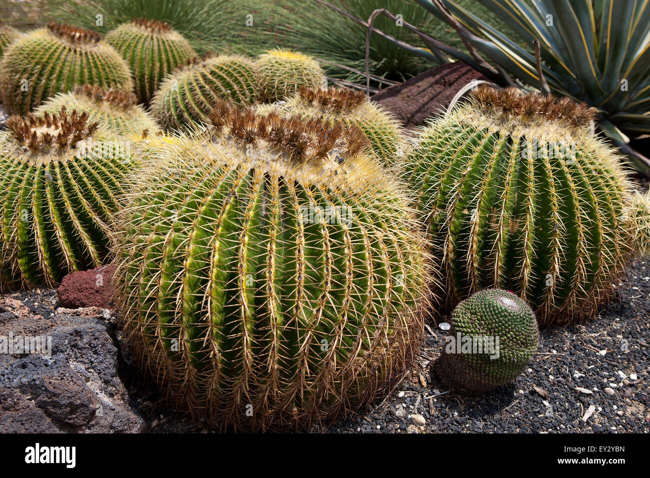 Golden Barrel Cactus (Echinocatus Einspielergebnis), Los Stockfoto