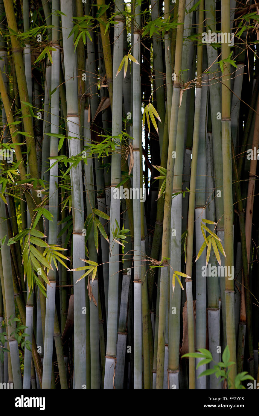 Triebe des Bambus, Los Angeles County Arboretum und Botanischer Garten, Arcadia, Kalifornien, Vereinigte Staaten von Amerika Stockfoto