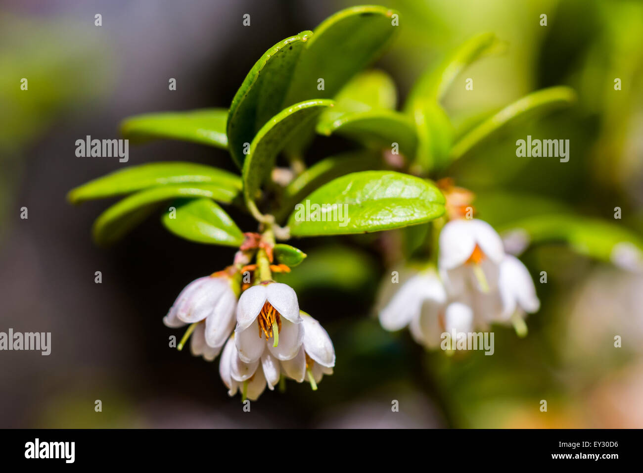 Preiselbeere (Vaccinium Vitis-Idaea) Stockfoto