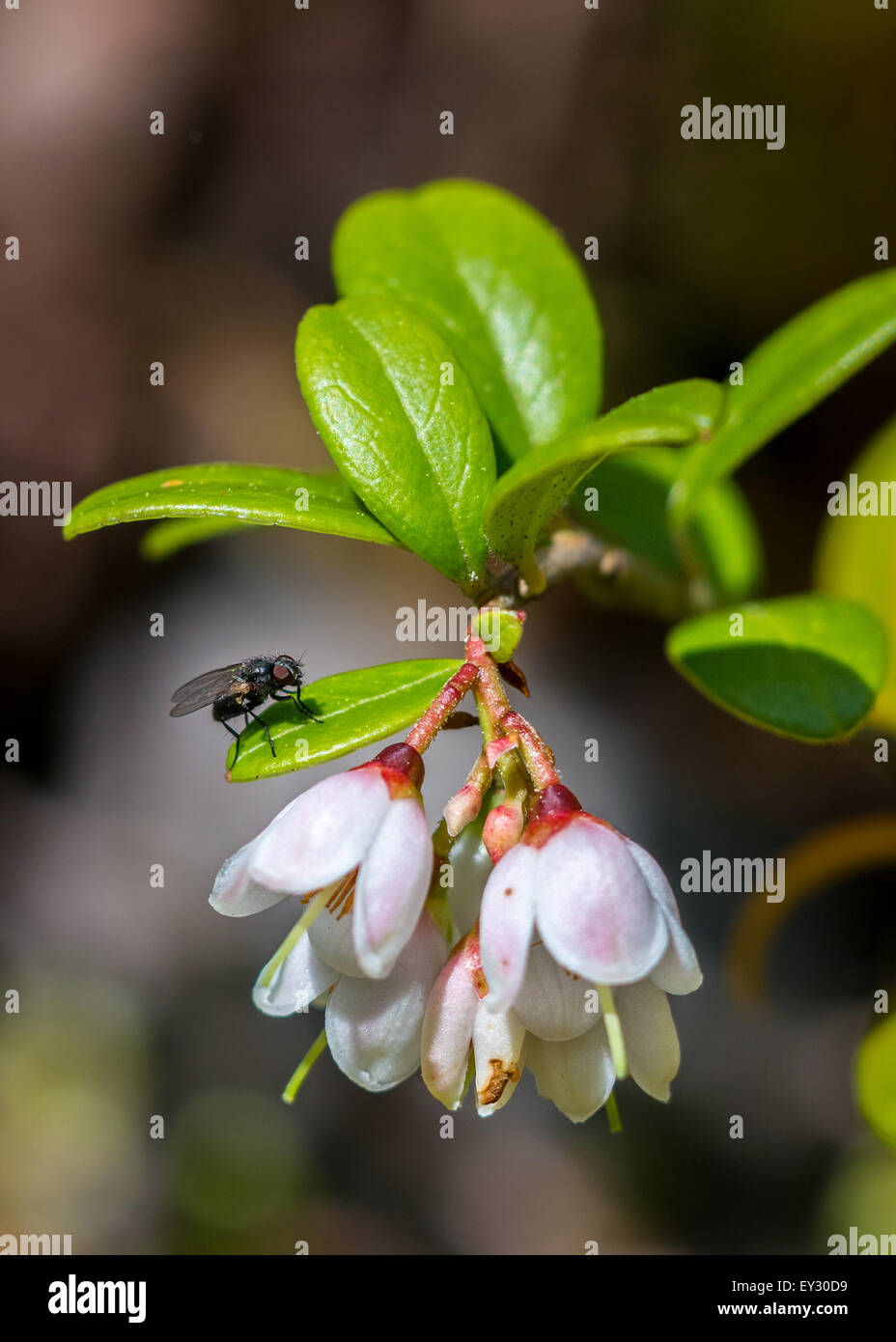 Preiselbeere (Vaccinium Vitis-Idaea) Stockfoto