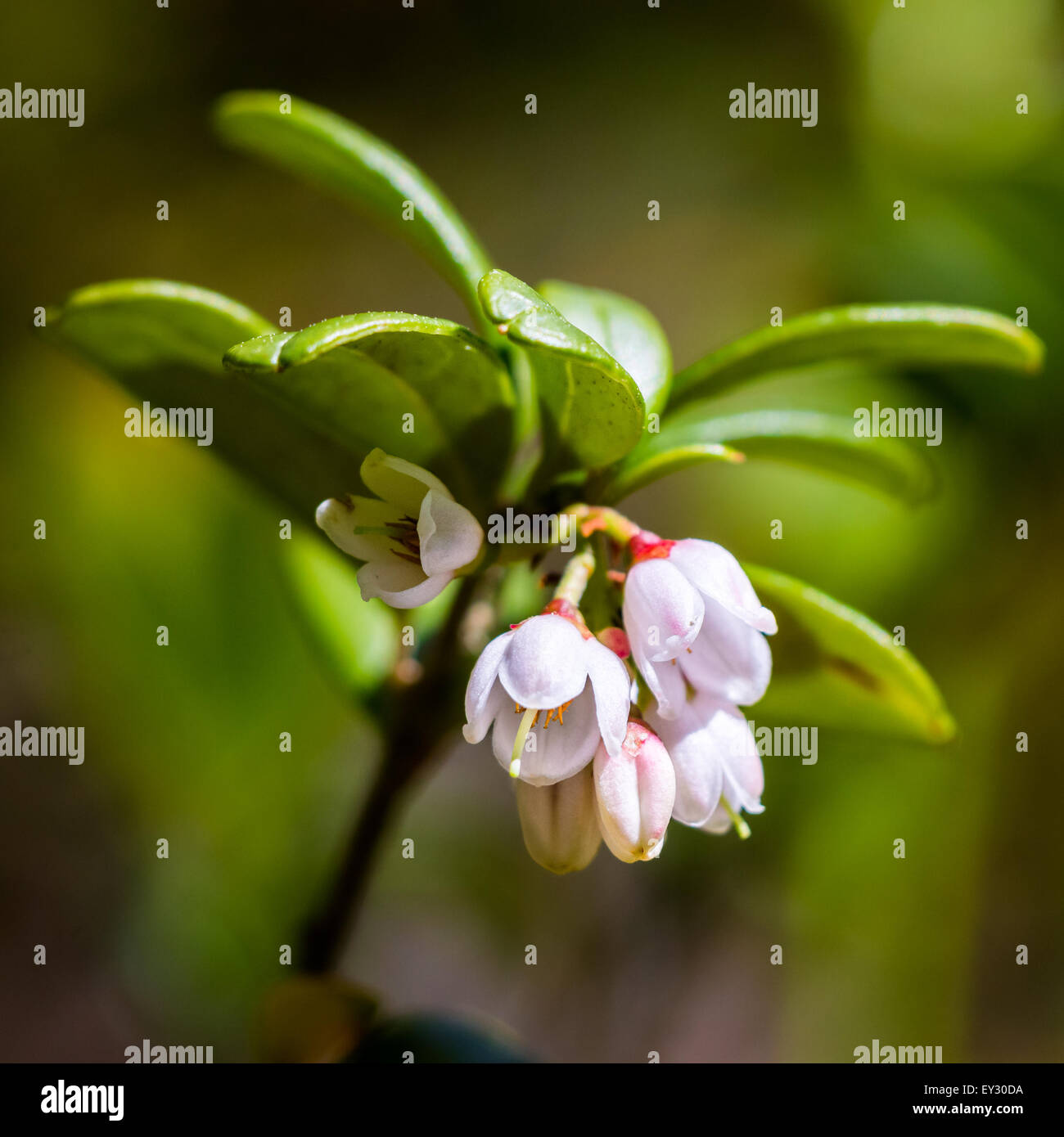 Preiselbeere (Vaccinium Vitis-Idaea) Stockfoto