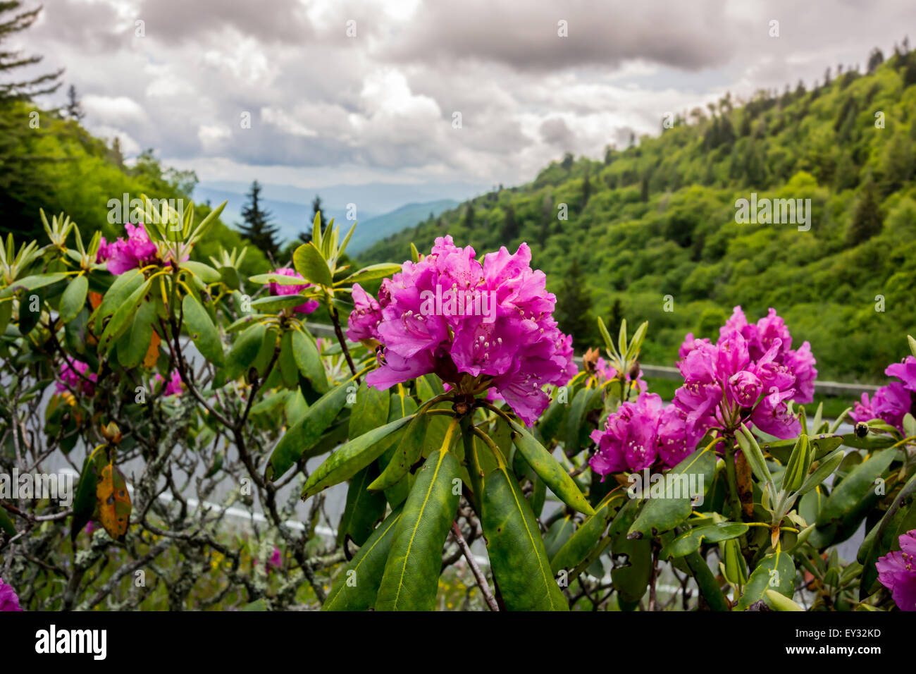 Glänzende lila Rhododendron in der Nähe der Straße, die durch Great Smoky Mountain National Park Stockfoto