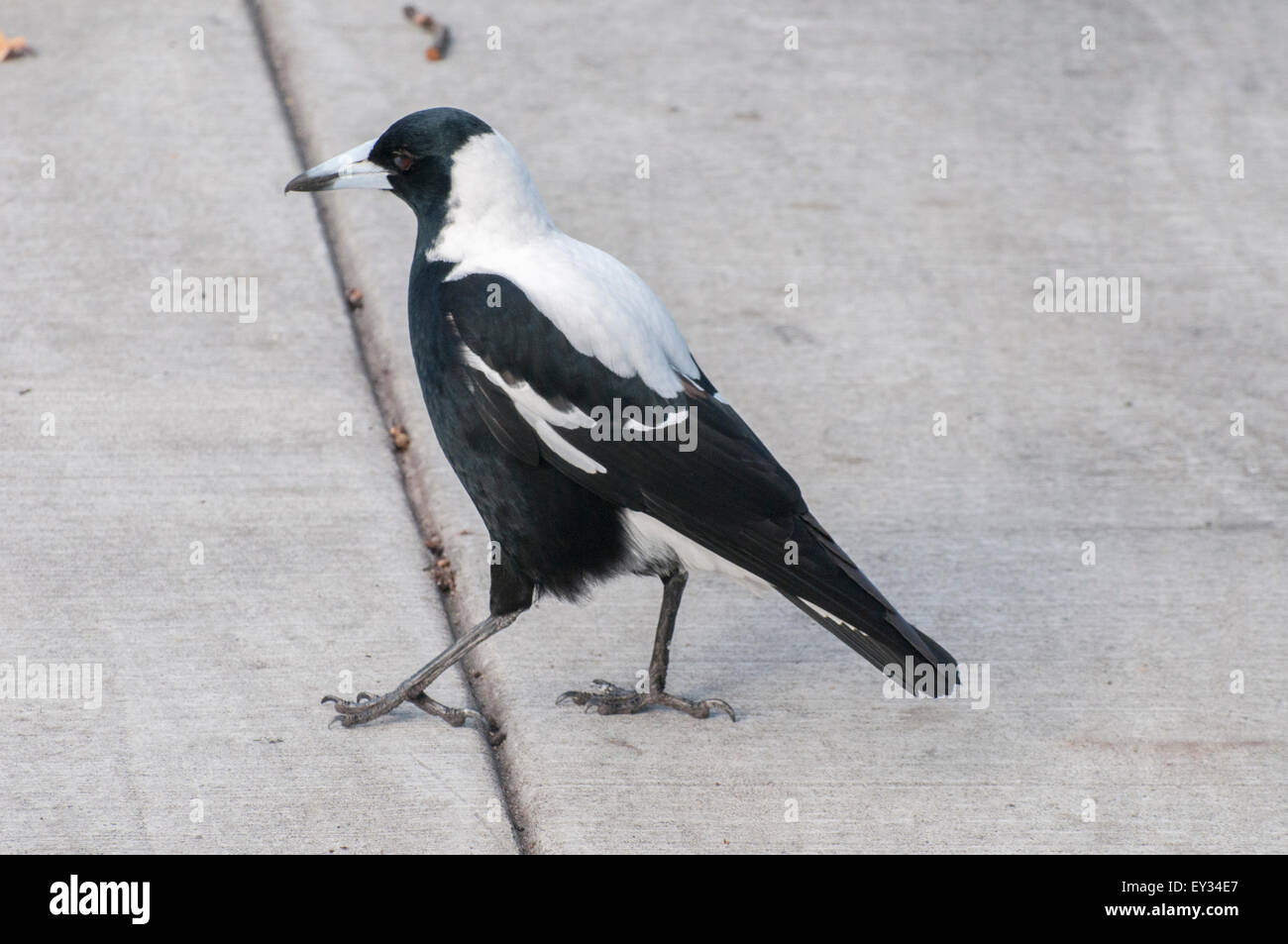 Die Trennungslinie: ein australisches Magpie Stiele eine Vorort Straße, Melbourne Stockfoto