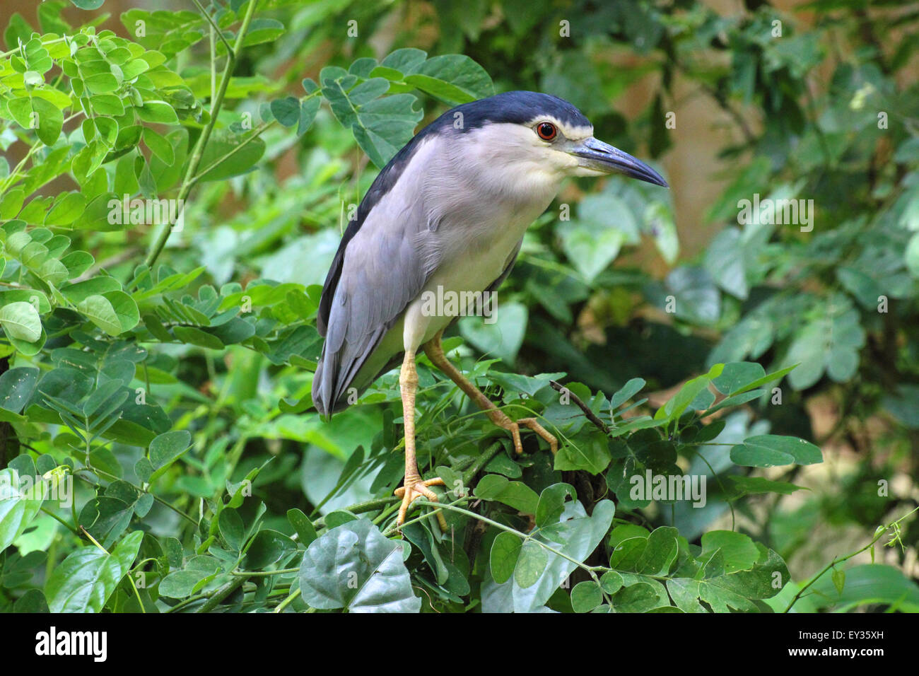 Indische Nachtreiher Stockfoto