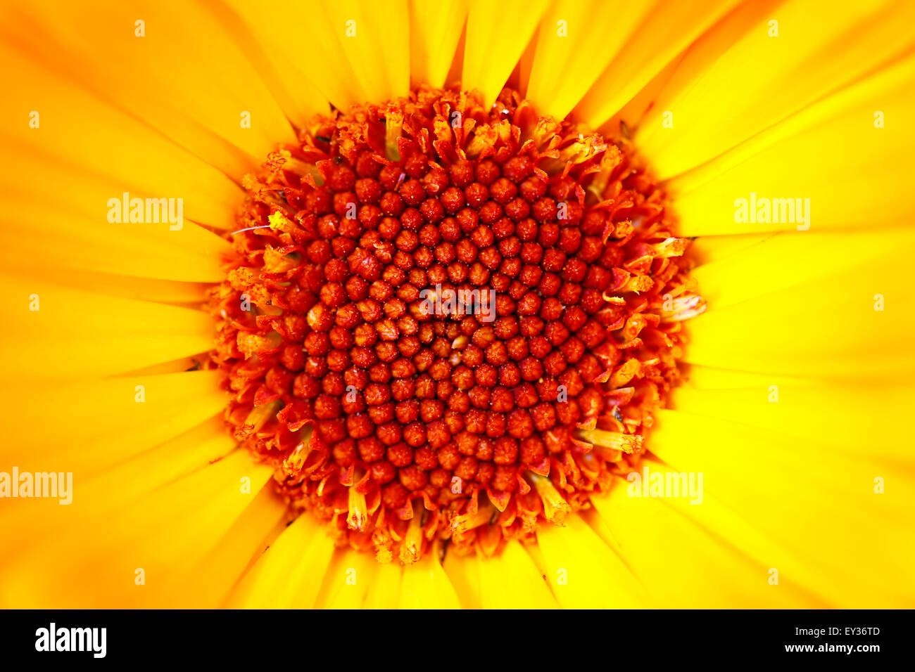 Blüte der Ringelblume - Heilpflanze Stockfoto