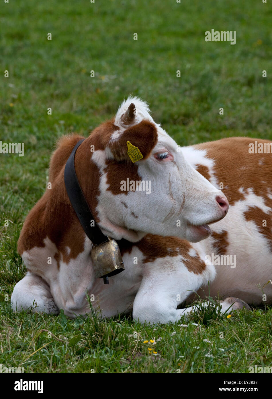 Alpine Kuh mit Glocke, in der Nähe von Misurina, Italien Stockfoto