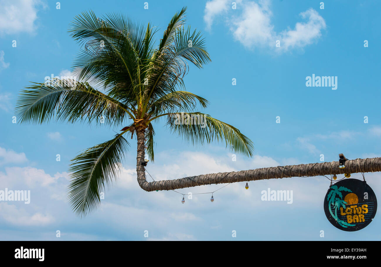 Palme mit Zeichen der Lotus Bar, Koh Tao Insel, Golf von Thailand, Thailand Stockfoto