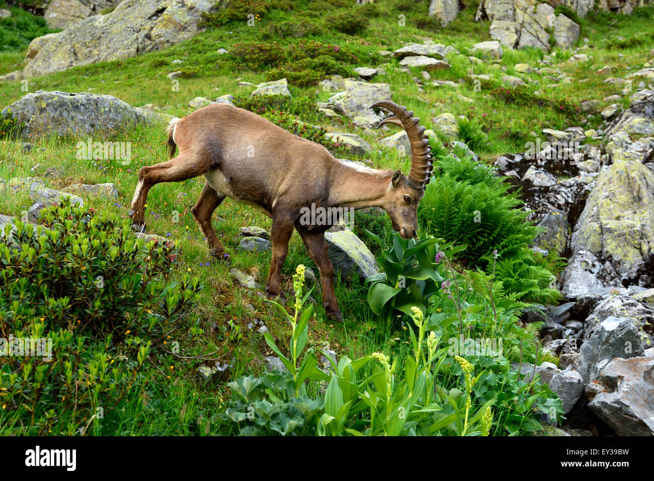 Alpensteinbock (Capra Ibex), in der Nähe von Chamonix, Frankreich Stockfoto