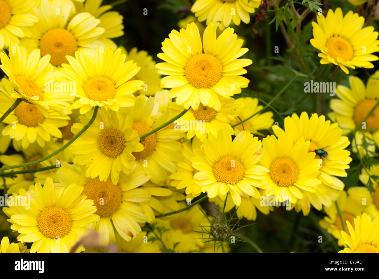 Große Gänseblümchen Blumen der mehrjährige gelbe Kamille, Anthemis tinctoria Stockfoto