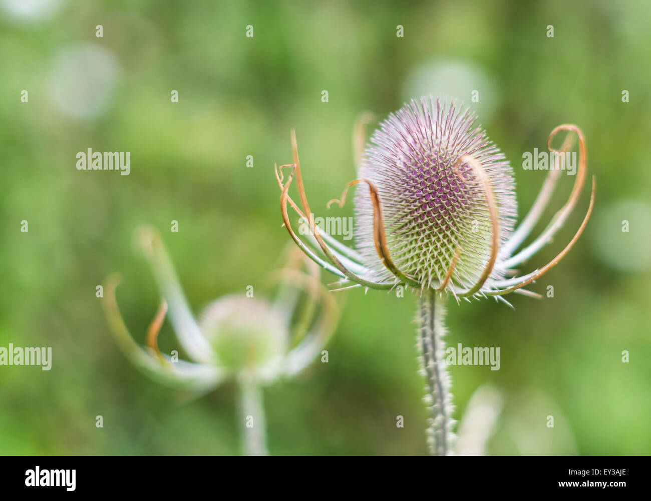 Kopf einer Karde Anlage bereit, Blume Stockfoto