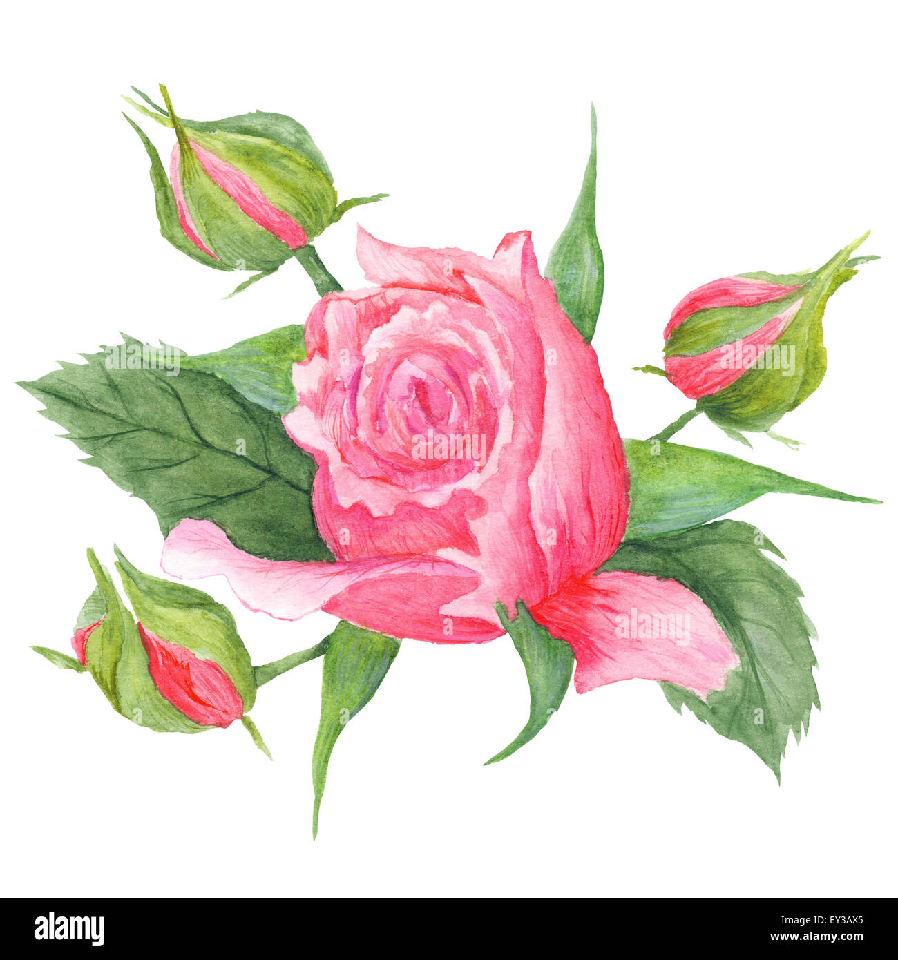 Stieg Knospen Botanische Illustration, handbemalte romantische Aquarell malen mit rosa Blüten und grünen Blättern Stockfoto