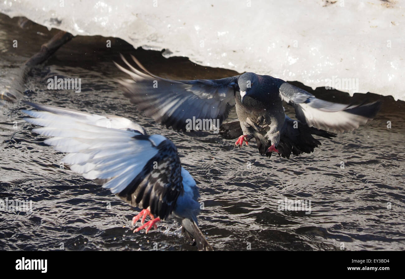 Tauben Baden im Fluss im winter Stockfoto