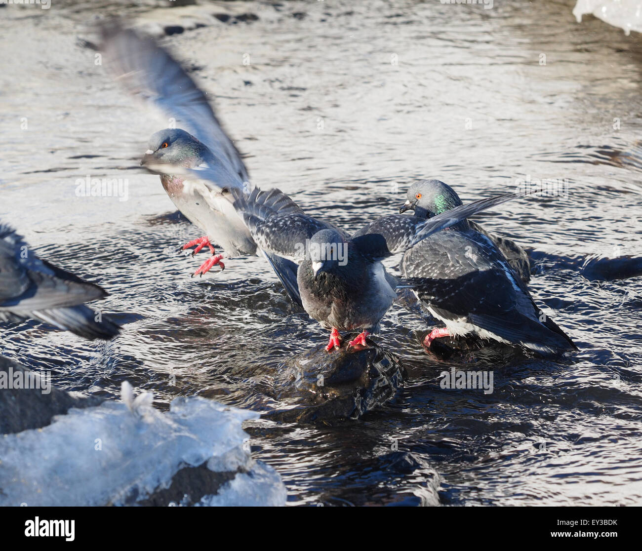 Tauben Baden im Fluss im winter Stockfoto
