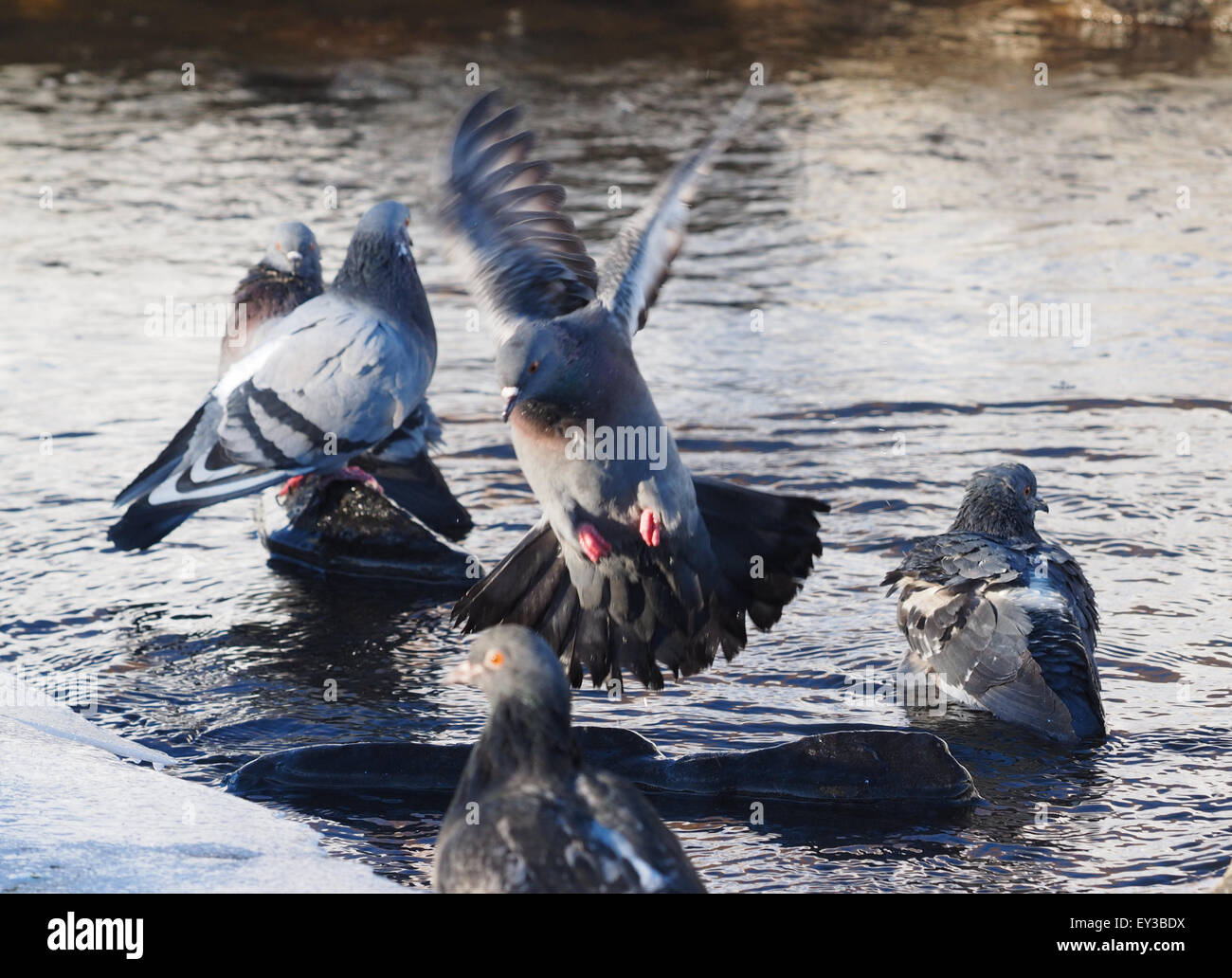 Tauben Baden im Fluss im winter Stockfoto