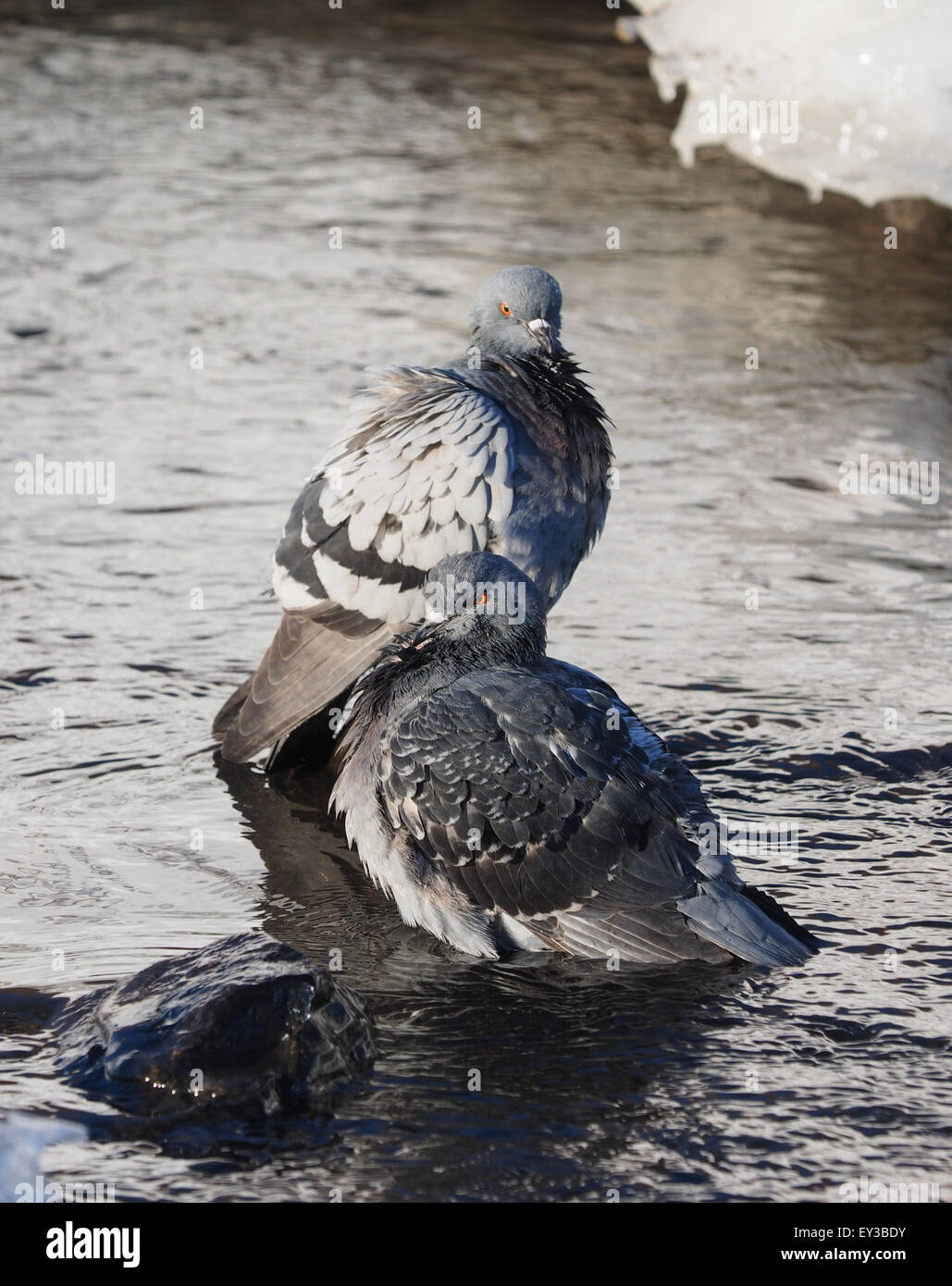 Tauben Baden im Fluss im winter Stockfoto