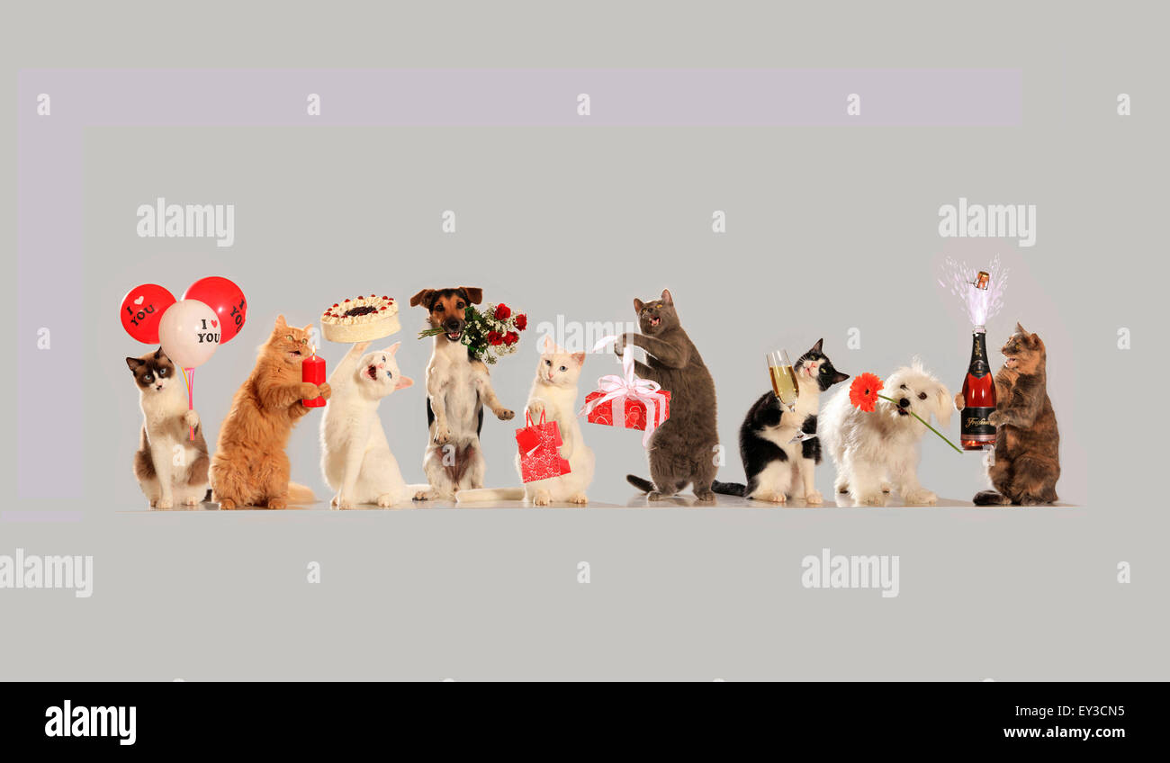 Inländische Hunde und Katzen mit Blumen, Luftballons und Geschenken. Studio Bild vor einem weißen Hintergrund Stockfoto