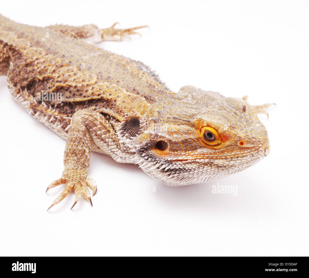 Agama auf weißem Hintergrund Stockfoto