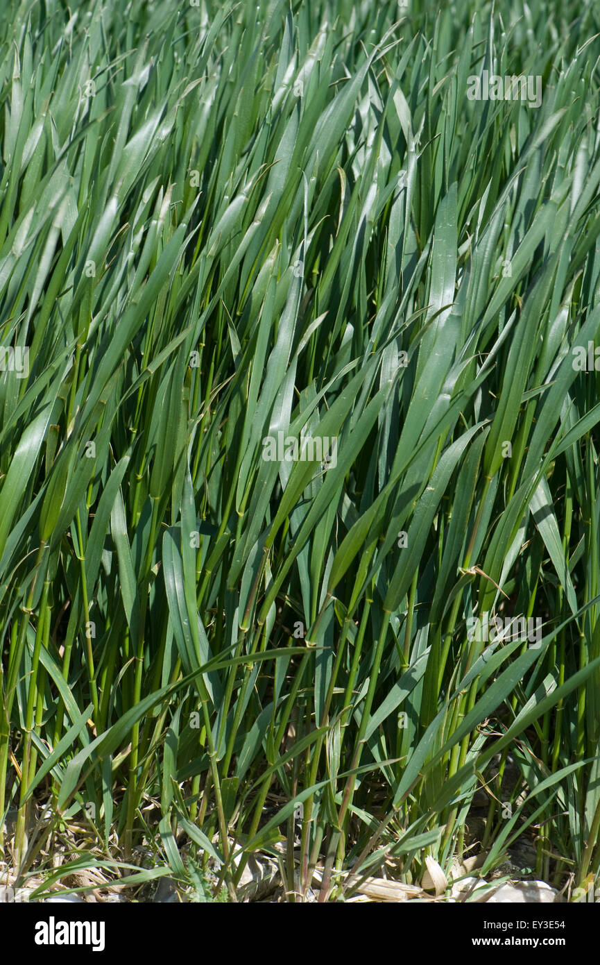 Winterweizen Ernte zwischen Stufe 37-39 vor Ährenschieben, Berkshire, Mai Stockfoto