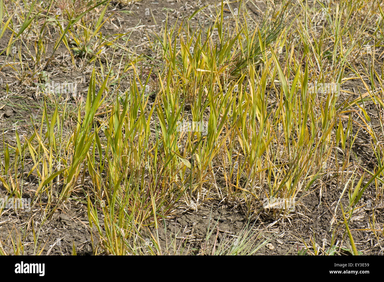 Ein brachliegendes Feld mit freiwilligen Weizen und jährliche und mehrjährige Unkräuter behandelt mit Glyphosat vor Anbau, Berkshire Stockfoto