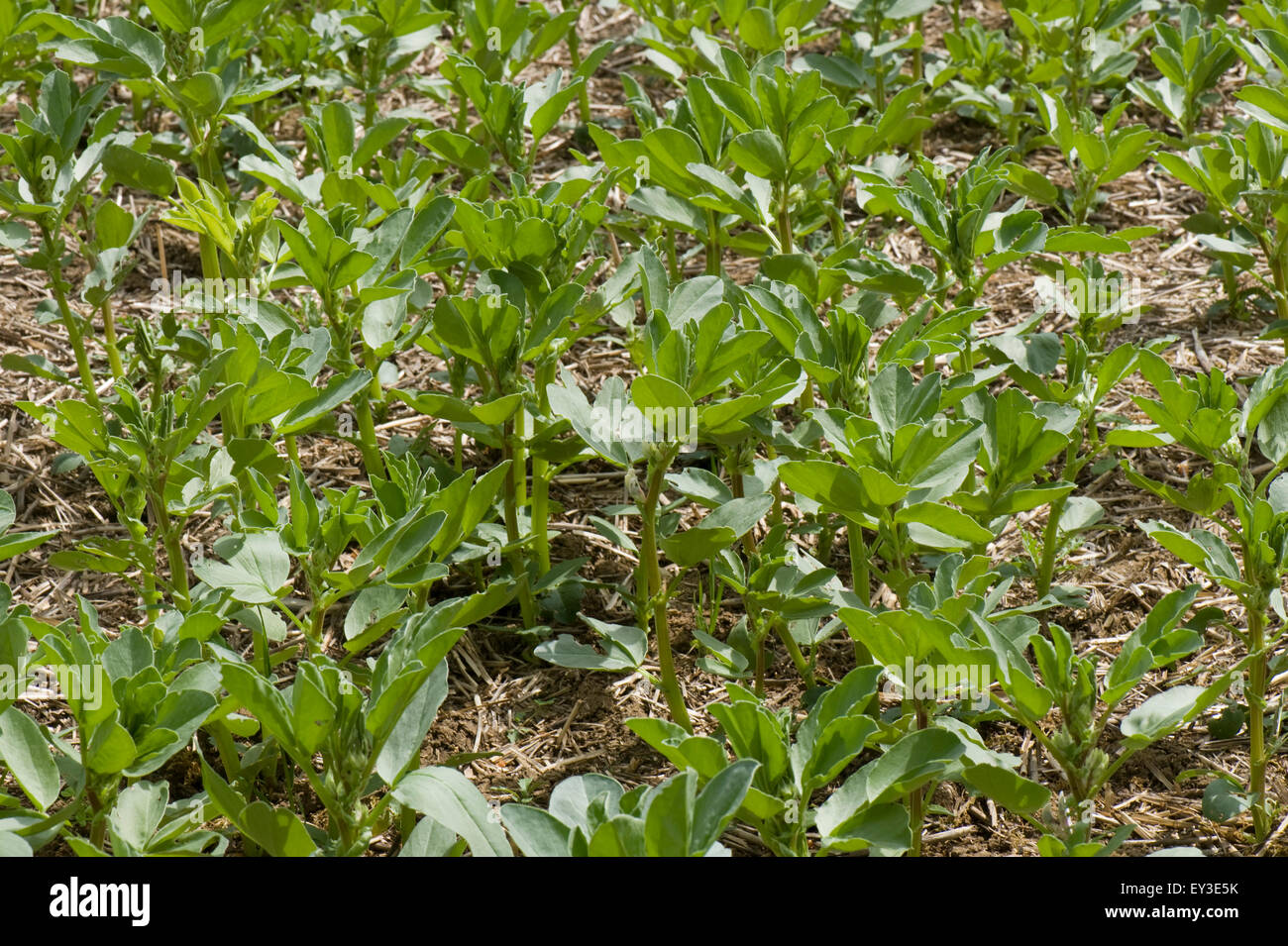 Junge Ernte von Ackerbohnen in minimaler Anbau auf Downland Boden, Berkshire, Juni gesät Stockfoto