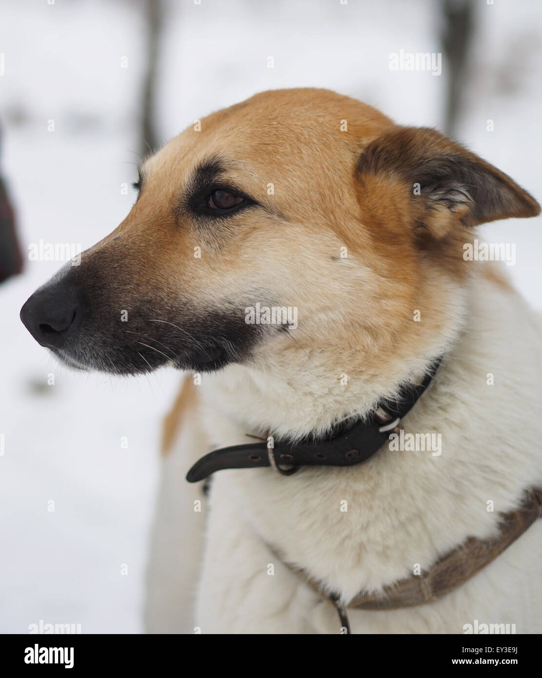 Hund im Schnee Stockfoto