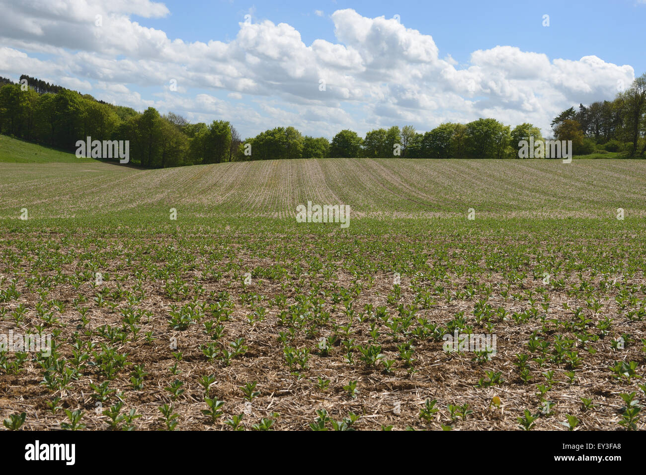 Junge Ernte von Ackerbohnen in minimaler Anbau auf Downland Boden, Berkshire, Mai gesät Stockfoto