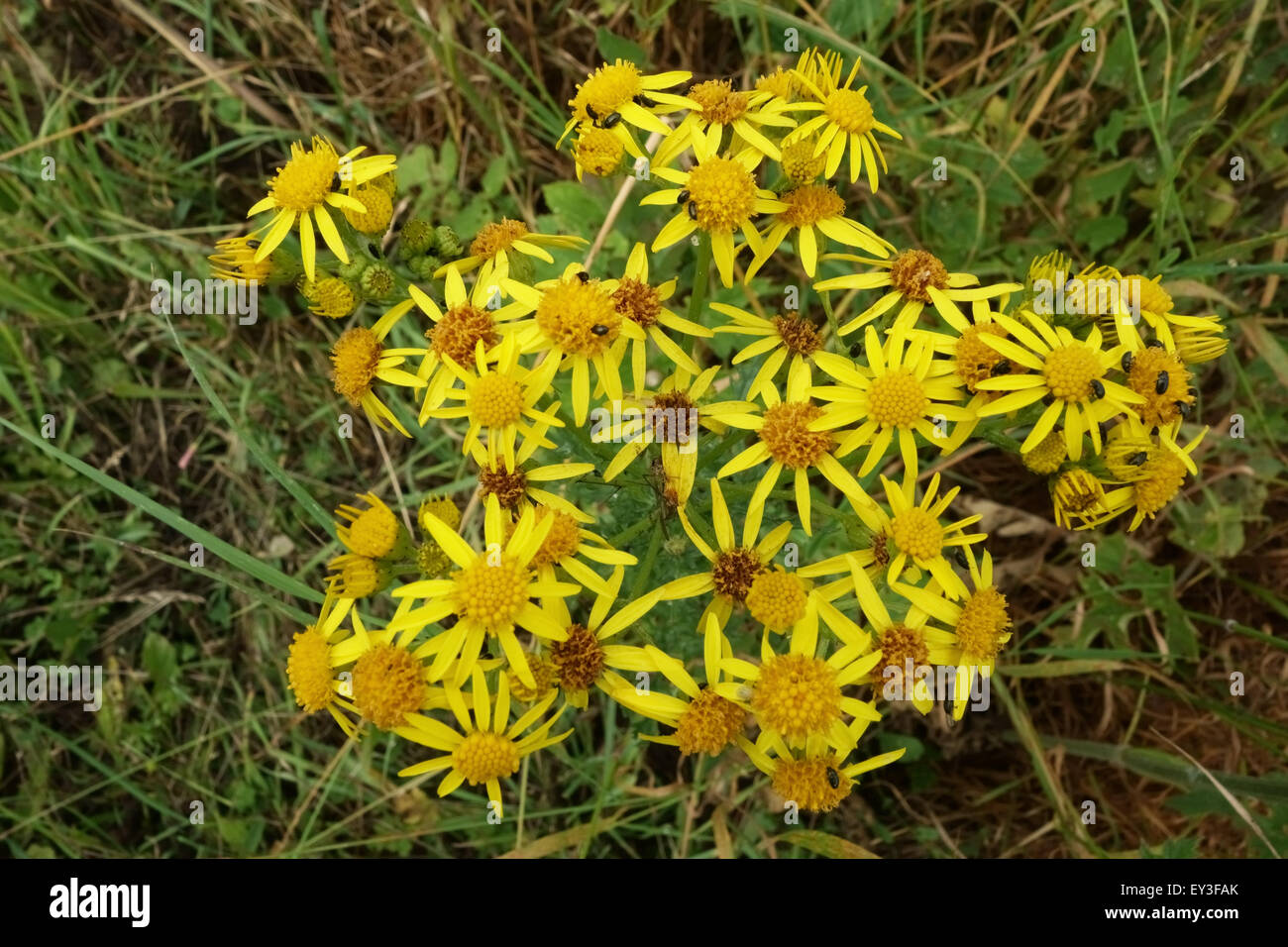 Gelb blühende unkräuter juli Fotos und Bildmaterial in hoher