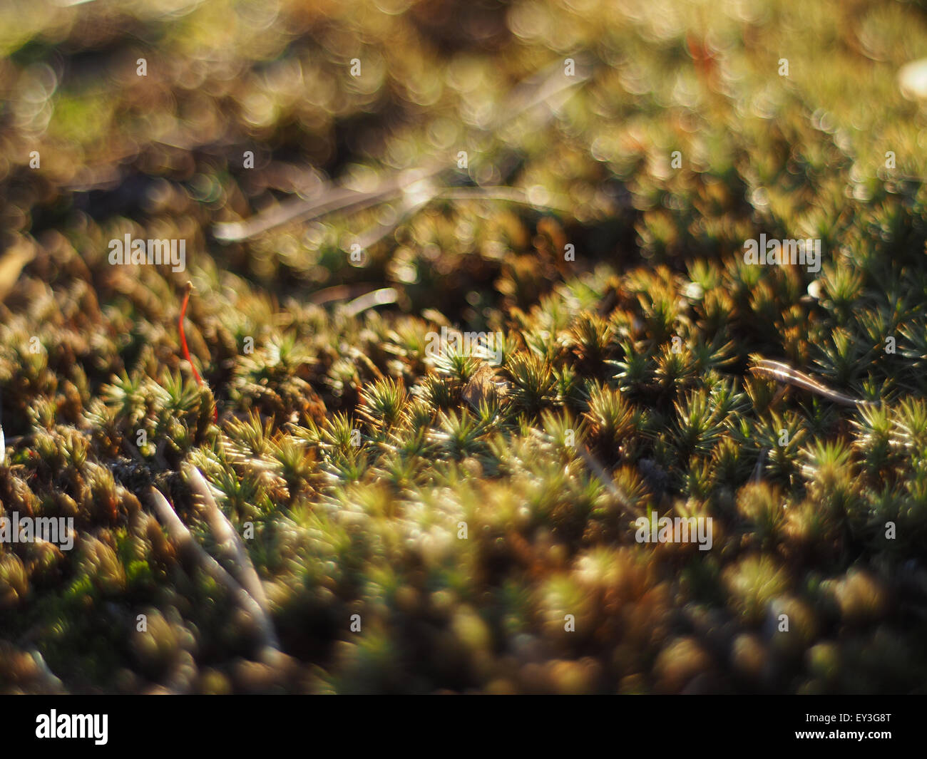 Haircap im Wald Stockfoto