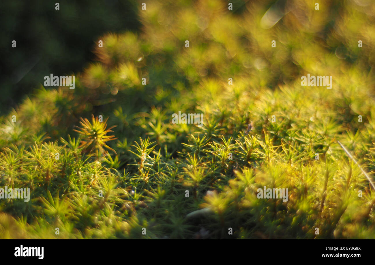 Haircap im Wald Stockfoto