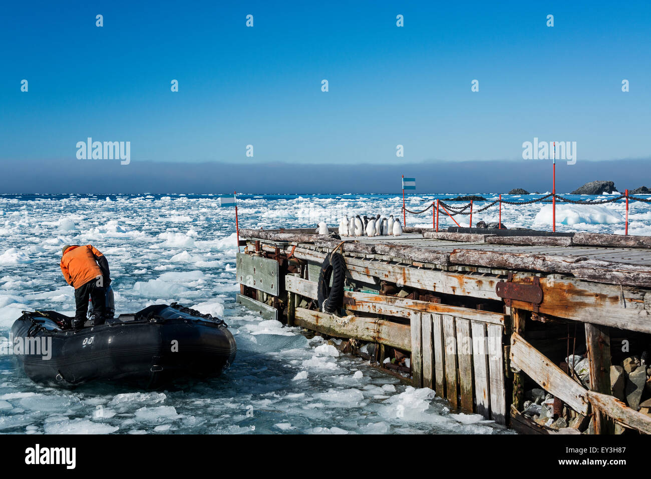 Ein Mitglied des Personals auf einem Schlauchboot in der Nähe einer Anlegestelle auf dem gefrorenen Ozean auf der Esperanza Base. Adelie-Pinguine auf dem Steg. Stockfoto