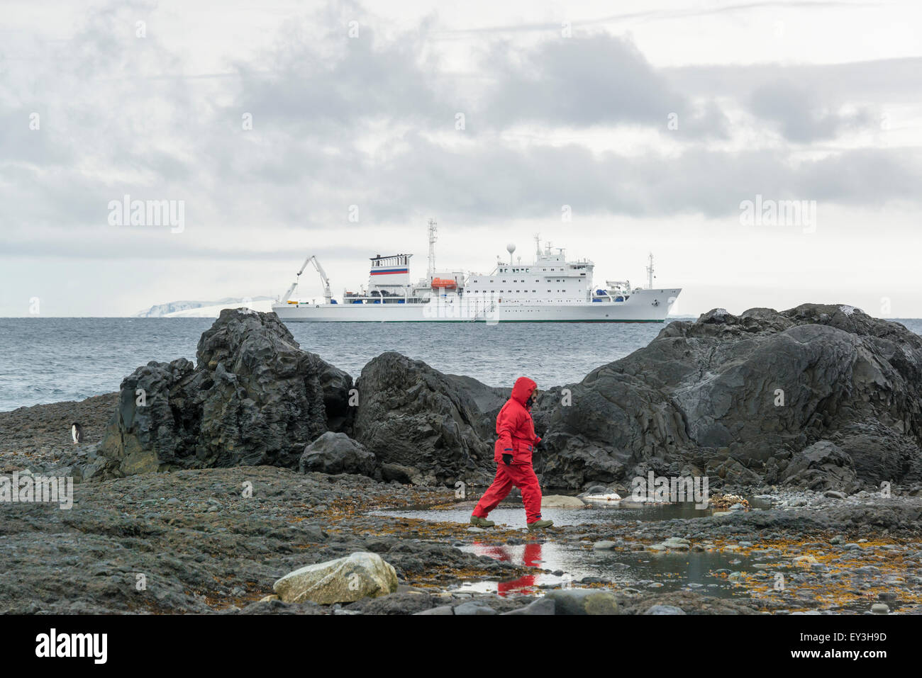 Mann zu Fuß entlang der Felsen am Meer in der Antarktis, der Akademik Sergey Vavilov, einem russischen polar Forschungsschiff Stockfoto