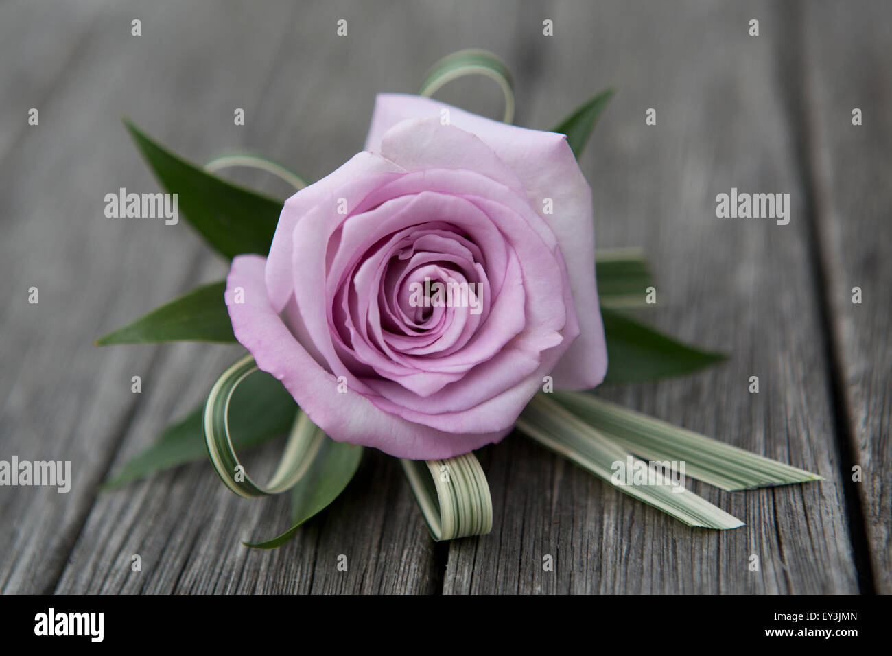 Ein Boutonniere, Schaltfläche "Loch Blume, rosa Rose. Stockfoto