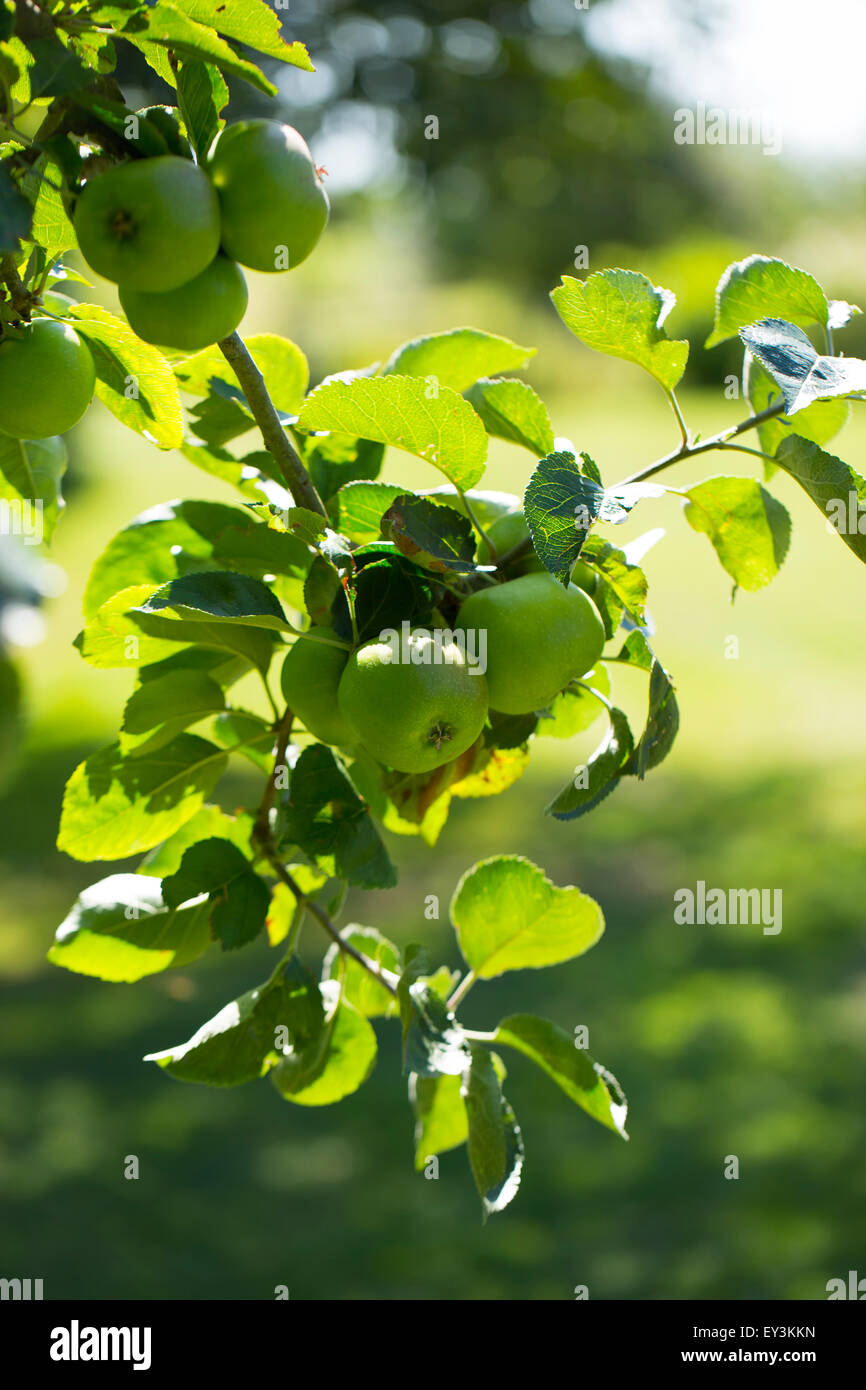 Englische Kochäpfel Stockfoto