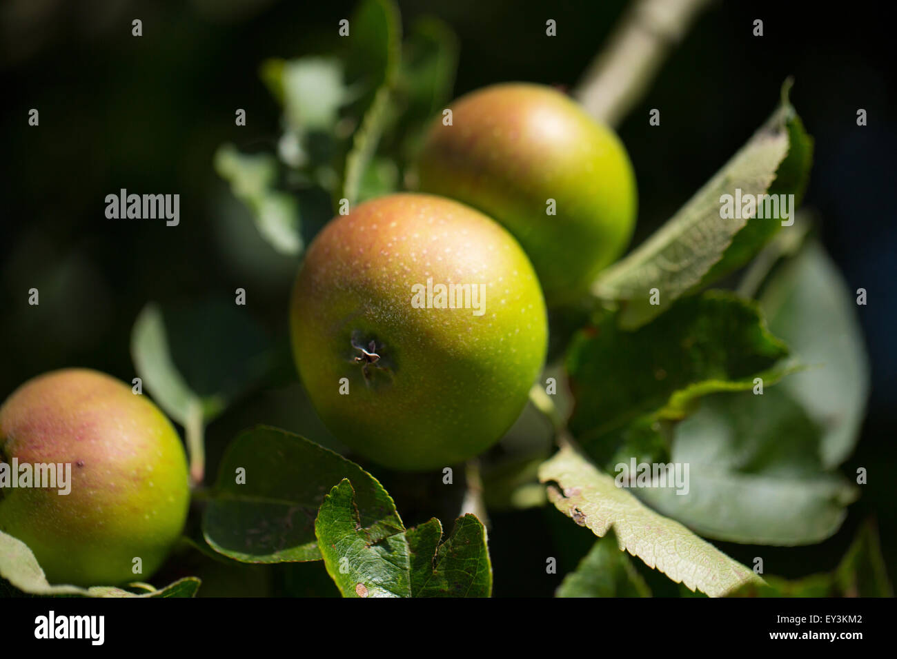 Englische Kochäpfel Stockfoto