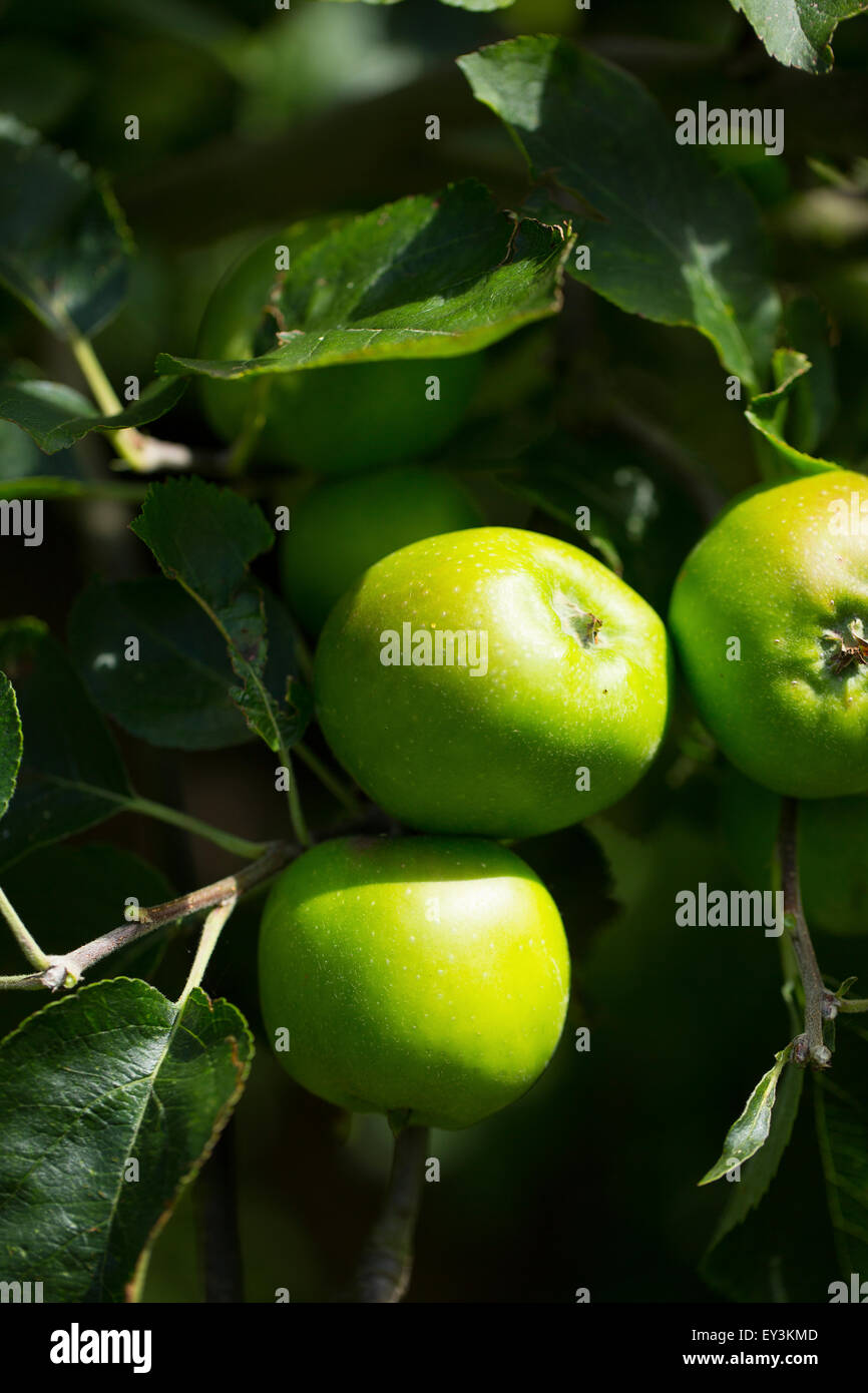 Englische Kochäpfel Stockfoto