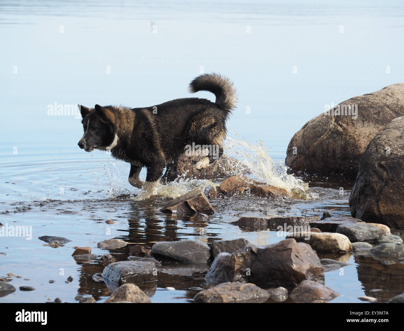 Hund im Wasser Stockfoto