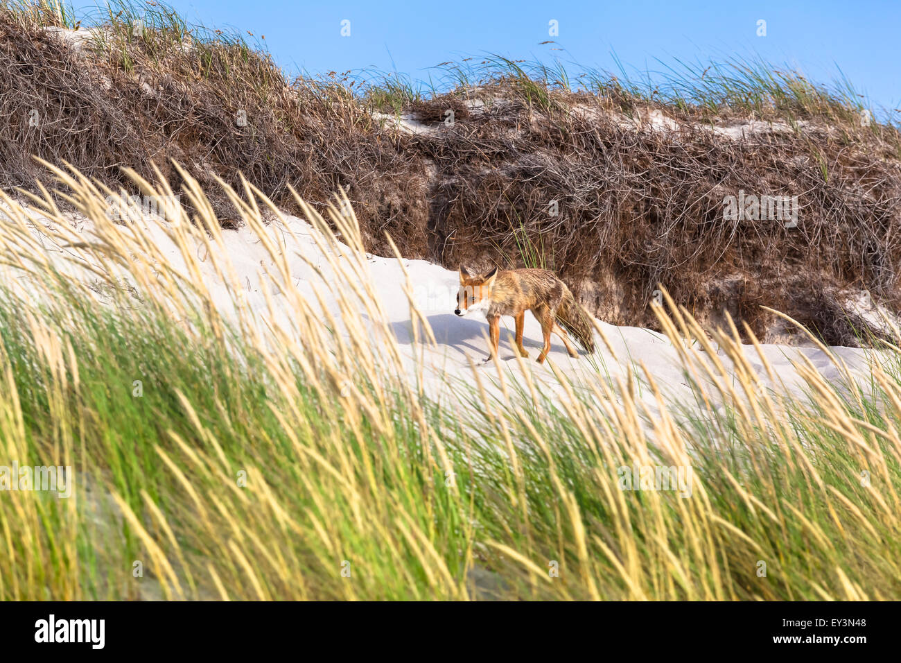 Fuchs, zu Fuß auf einer Sanddüne am sonnigen Sommertag Stockfoto