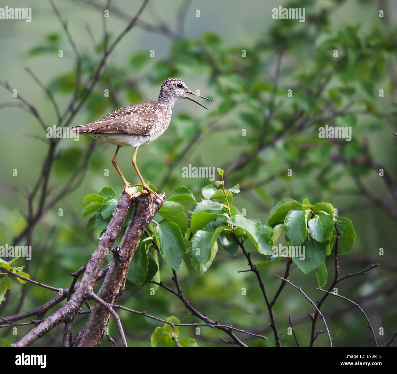 Bruchwasserläufer Stockfoto