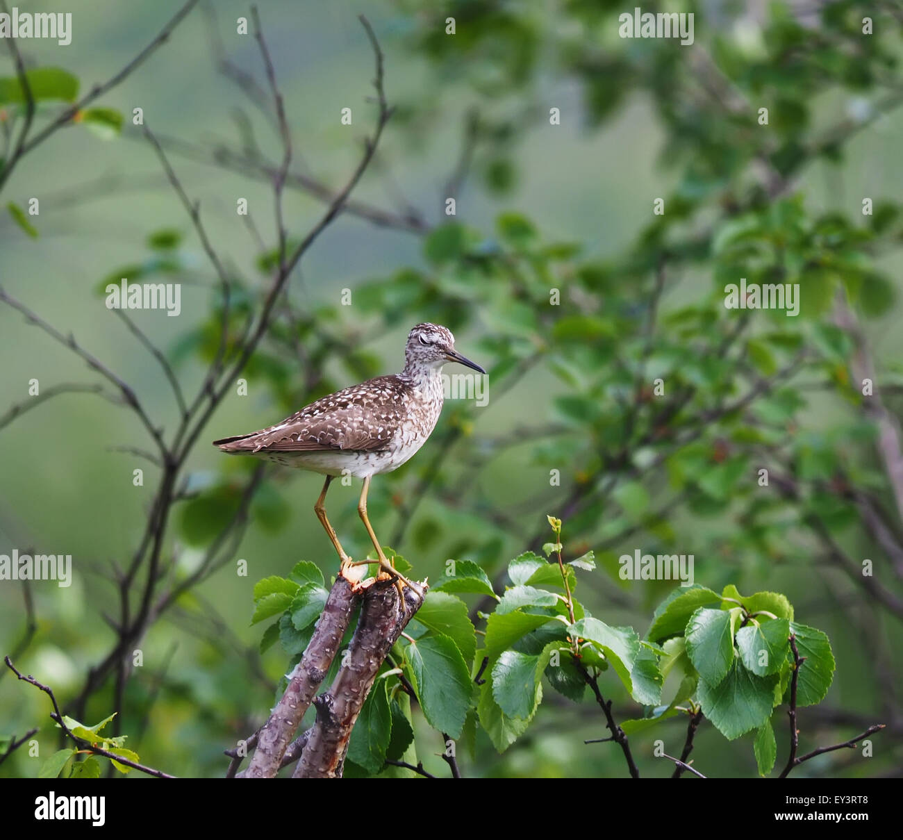 Bruchwasserläufer Stockfoto