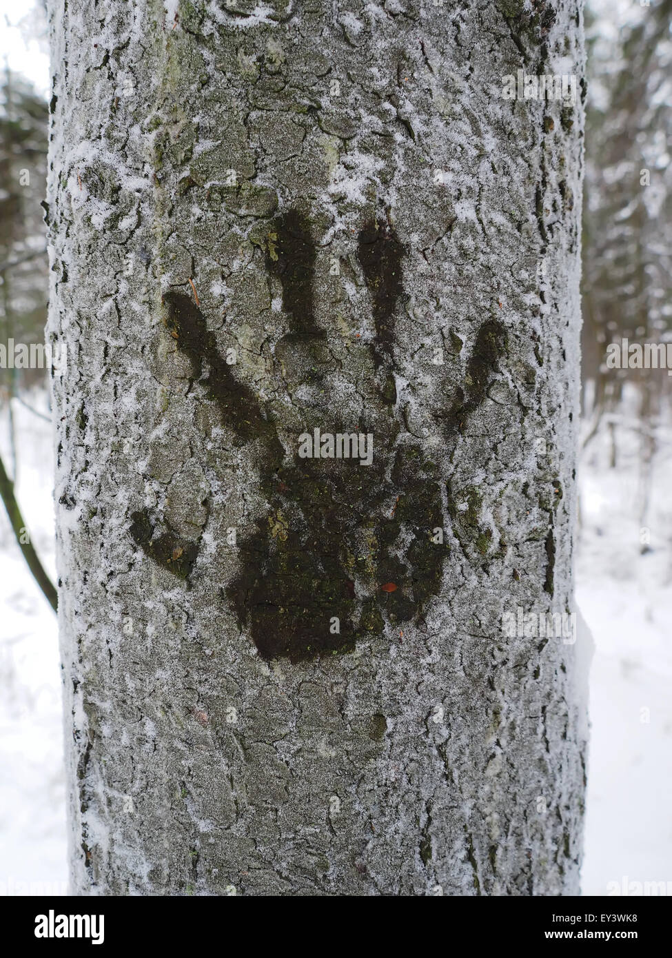 verfolgen Sie ihre Hände auf einem Baum im winter Stockfoto