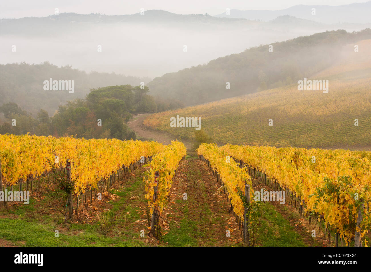 Blick über einen Weinberg im Herbst, Nebel steigt und Berge in der Ferne. Stockfoto
