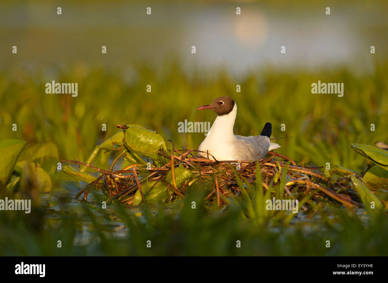 Black-headed Gull (Larus Ridibundus) Erwachsenen in der Zucht Gefieder, sitzen auf Nest, Donaudelta, Rumänien, Mai Stockfoto